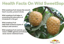 Facts On SweetSop Fruit Facts-On-wild-sweetsop