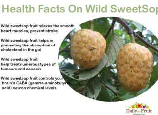 Facts On SweetSop Fruit Facts-On-wild-sweetsop