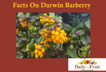 Health Facts on Darwin Barberry Facts on darwin barberry