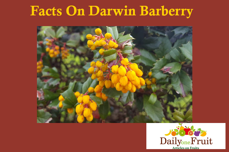 Facts on darwin barberry