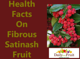 Facts On Fibrous Santinash Fruit Facts On Fibrous Santinash Fruit