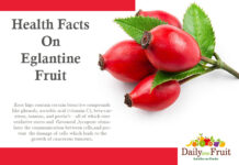 Health Fact On Eglantine Fruit HEALTH FACT ON EGLANTINE FRUIT