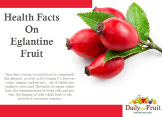 Health Fact On Eglantine Fruit HEALTH FACT ON EGLANTINE FRUIT
