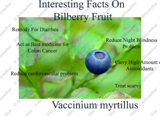 Surprising Health Benefits of Bilberry Health Benefits of Bilberry