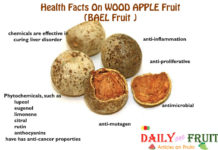 Interesting Health Facts On Wood Apple Fruit Health-Fact-On-Wood-Apple-Fruit