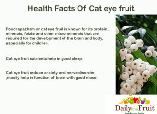 Health Facts Of Cat eye Fruit Health Facts Of Cat eye Fruit