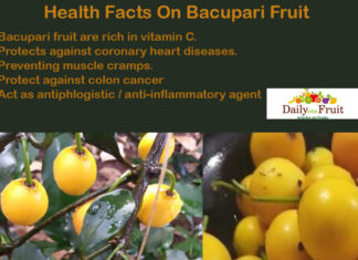 Interesting Health Facts On Bacupari Fruit Health Facts On Bacupari Fruit