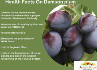 Interesting Health Facts On Damson Plum Health Facts On Damson Plum