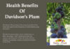 Health Facts On Davidson Plum Health Facts On Davidson plum