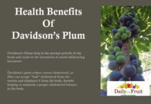 Health Facts On Davidson Plum Health Facts On Davidson plum