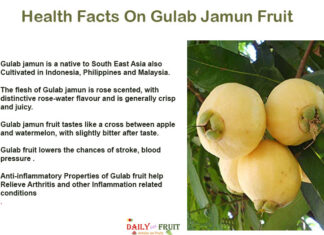 Health Facts On Gulab Jamun Fruit Health Facts On Gulab Jamun Fruit