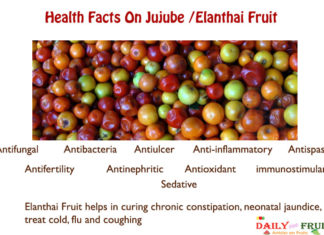 Health Facts On Jujube Elanthai fruit Health-Facts-On-Jujube-Fruit