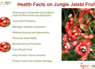 Health Facts On Jungle jalebi Fruit Kodukkapuli Health Facts On Jungle jalebi Fruit