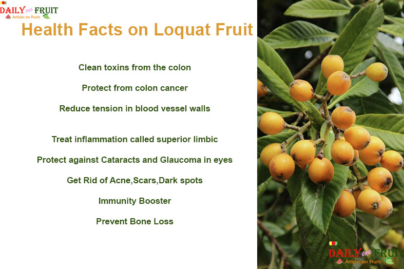 Health-Facts-On-Loquat-fruit