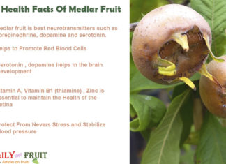 Interesting Health Facts On Medlar Fruit Health-Facts-On-MEDLAR-FRUIT