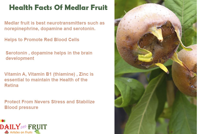 Health-Facts-On-MEDLAR-FRUIT