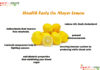 Interesting Health Facts On Meyer Lemon Health-Facts-On-Meyer-Lemon