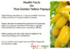 Health Facts On Thai Golden Yellow Papaya Health-Facts-On-Thai-Golden-Yellow-Papaya