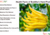 Interesting Health Facts On Buddhas Hand Fruit Health Facts of Buddhas Hand Fruit