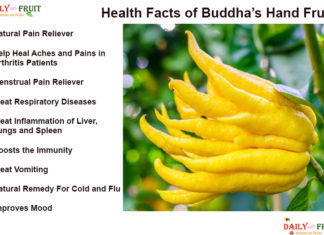 Interesting Health Facts On Buddhas Hand Fruit Health Facts of Buddhas Hand Fruit