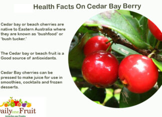 Facts on Cedar Bay Berry Health Facts on Cedar Bay Berry