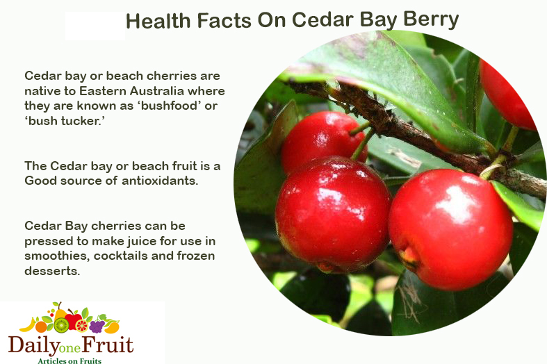 Facts on Cedar Bay Berry