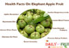 Amazing Health Facts on Elephant Apple Fruit Health-Facts-on-Elephant-Apple-Fruit