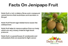 Health Facts on Jenipapo Fruit Health-Facts-on-JENIPAPO-FRUIT