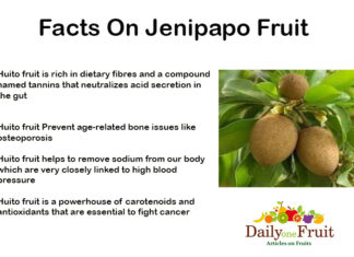 Health Facts on Jenipapo Fruit Health-Facts-on-JENIPAPO-FRUIT