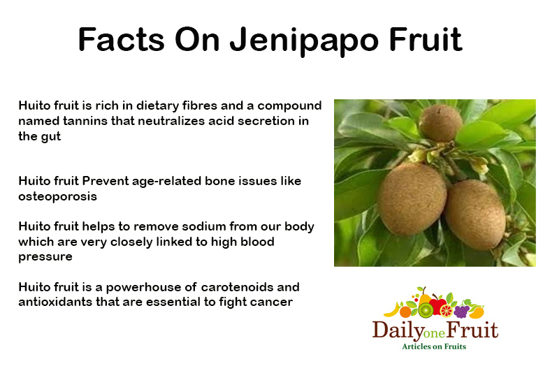 Health-Facts-on-JENIPAPO-FRUIT