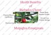 Amazing Health Benefits of Barbados cherry Amazing Health Benefits of Barbados cherry