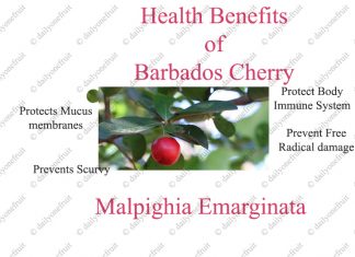 Amazing Health Benefits of Barbados cherry Amazing Health Benefits of Barbados cherry