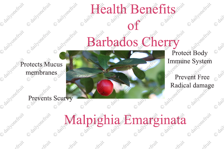 Amazing Health Benefits of Barbados cherry