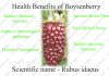 Interesting Health Benefits Boysenberry Interesting Health Benefits Boysenberry