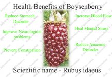 Interesting Health Benefits Boysenberry Interesting Health Benefits Boysenberry