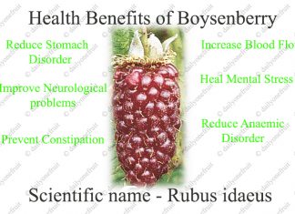Interesting Health Benefits Boysenberry Interesting Health Benefits Boysenberry