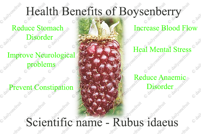 Interesting Health Benefits Boysenberry