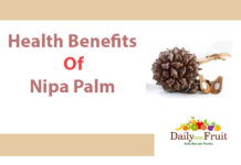 Facts On Nipa Palm Health benefits of Nipa palm