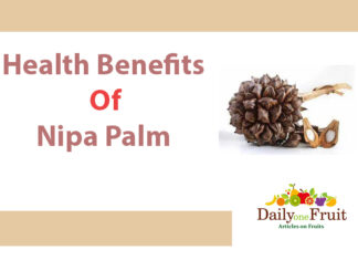 Facts On Nipa Palm Health benefits of Nipa palm