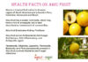 Interesting Health Facts on Abiu Fruit Health facts on abiu fruit