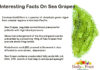 Interesting Facts On Sea grapes Interessting-Facts-On-Seagrapes
