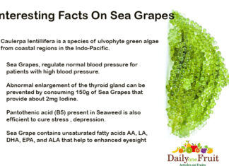 Interesting Facts On Sea grapes Interessting-Facts-On-Seagrapes