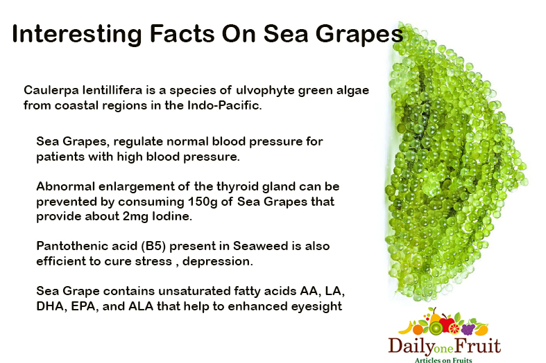 Interesting Facts On Sea grapes
