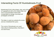 Facts Of Kumbalmadu Fruit Interesting Facts Of Kumbalmadu Fruit