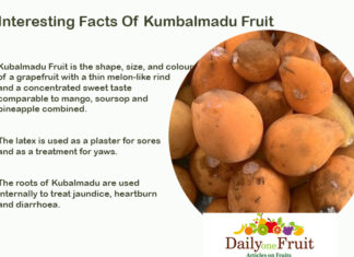 Facts Of Kumbalmadu Fruit Interesting Facts Of Kumbalmadu Fruit