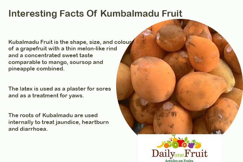 Interesting Facts Of Kumbalmadu Fruit