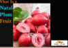 Interesting Facts On Natal Plum Interesting-FActs-On-natal-plum