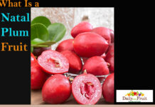 Interesting Facts On Natal Plum Interesting-FActs-On-natal-plum