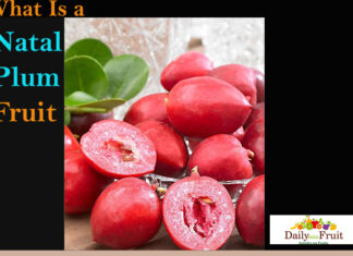 Interesting Facts On Natal Plum Interesting-FActs-On-natal-plum