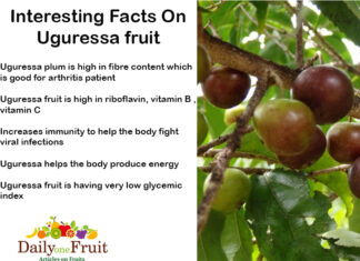 Interesting Facts On Uguressa fruit Interesting Facts ON Uguressa fruit